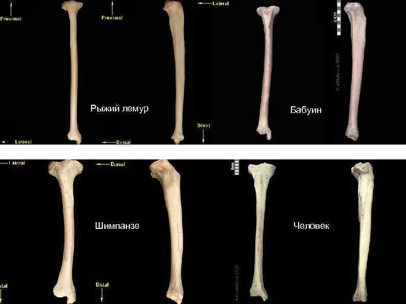 Рыжий лемур Шимпанзе Бабуин Человек 