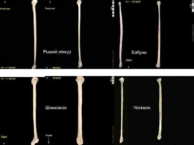 Рыжий лемур Шимпанзе Бабуин Человек 