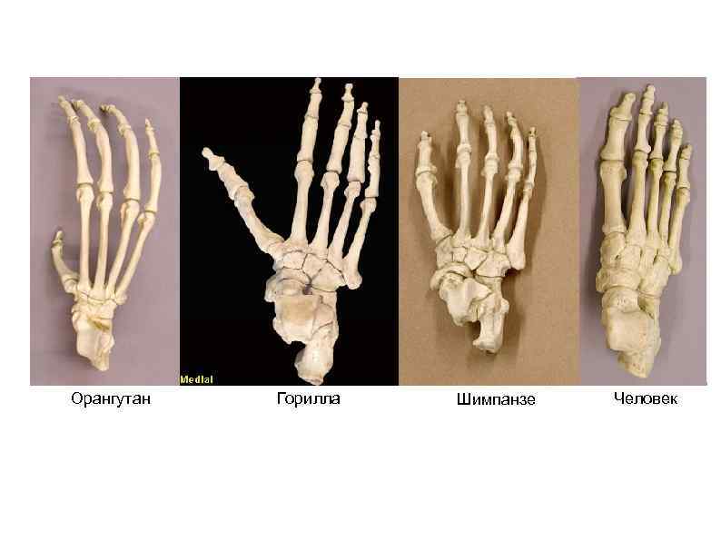 Орангутан Горилла Шимпанзе Человек 