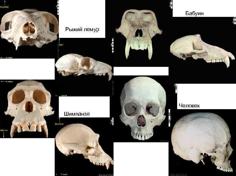 Бабуин Рыжий лемур Человек Шимпанзе 