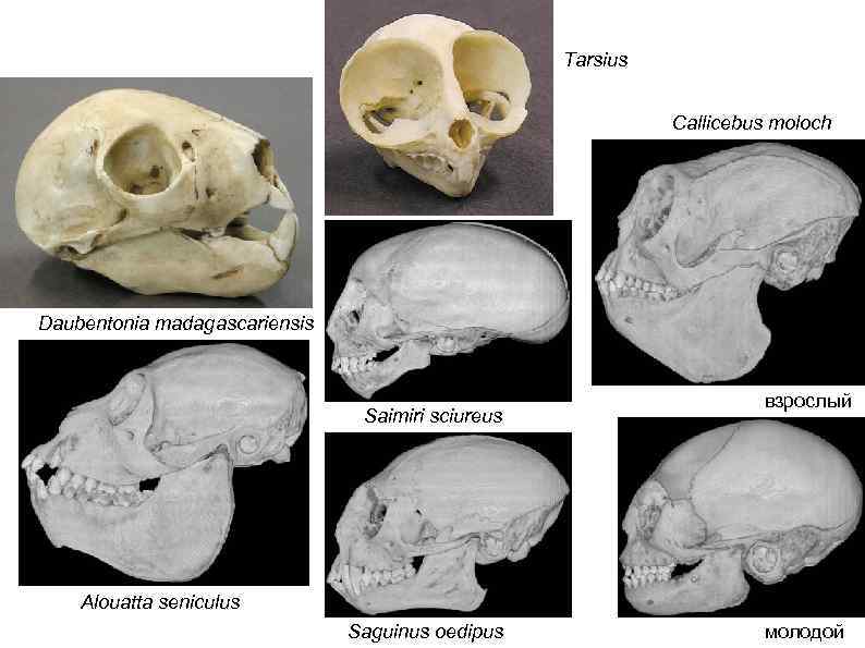 Tarsius Callicebus moloch Daubentonia madagascariensis Saimiri sciureus взрослый Alouatta seniculus Saguinus oedipus молодой 
