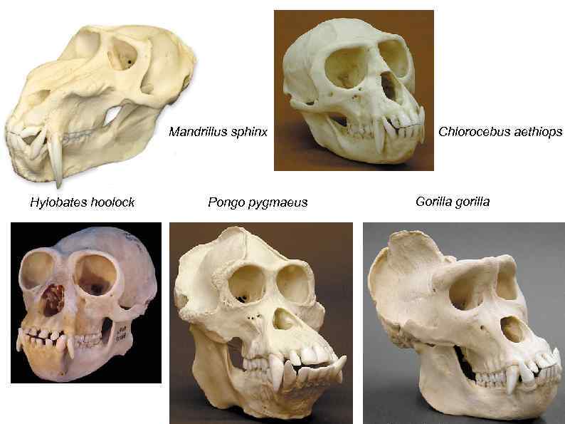 Mandrillus sphinx Hylobates hoolock Pongo pygmaeus Chlorocebus aethiops Gorilla gorilla 