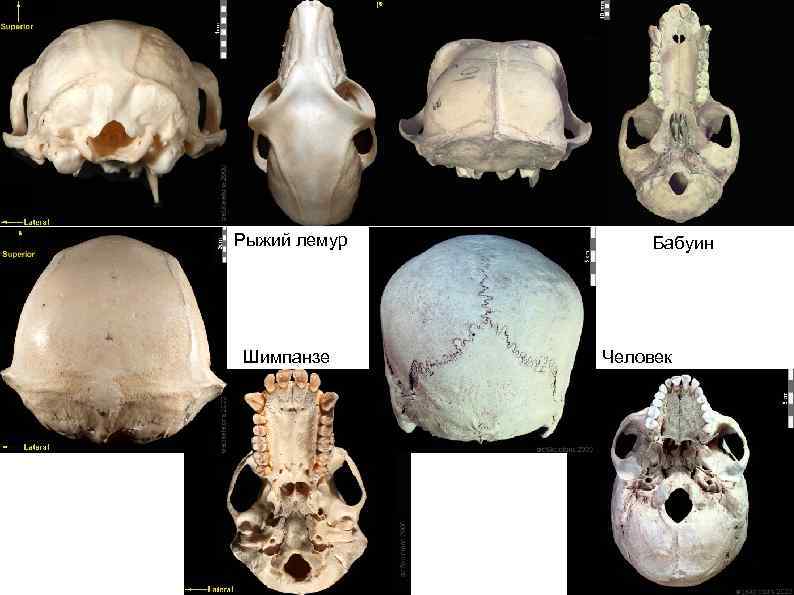 Рыжий лемур Шимпанзе Бабуин Человек 