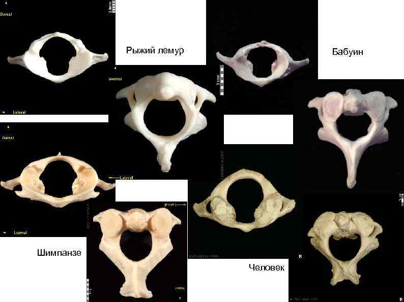 Рыжий лемур Бабуин Шимпанзе Человек 