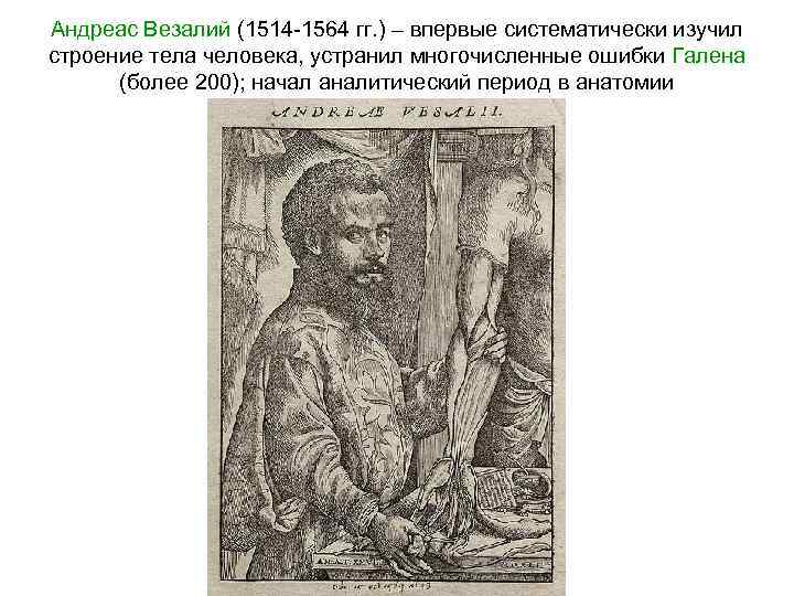 Андреас Везалий (1514 -1564 гг. ) – впервые систематически изучил строение тела человека, устранил