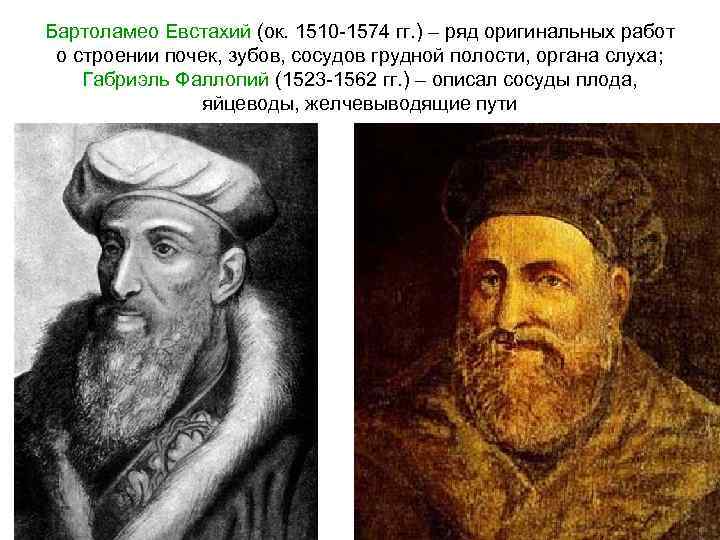 Бартоламео Евстахий (ок. 1510 -1574 гг. ) – ряд оригинальных работ о строении почек,