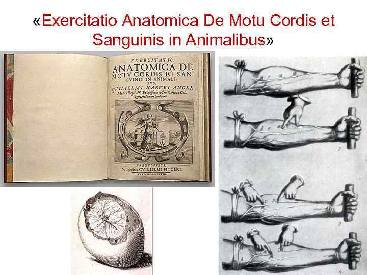  «Exercitatio Anatomica De Motu Cordis et Sanguinis in Animalibus» 