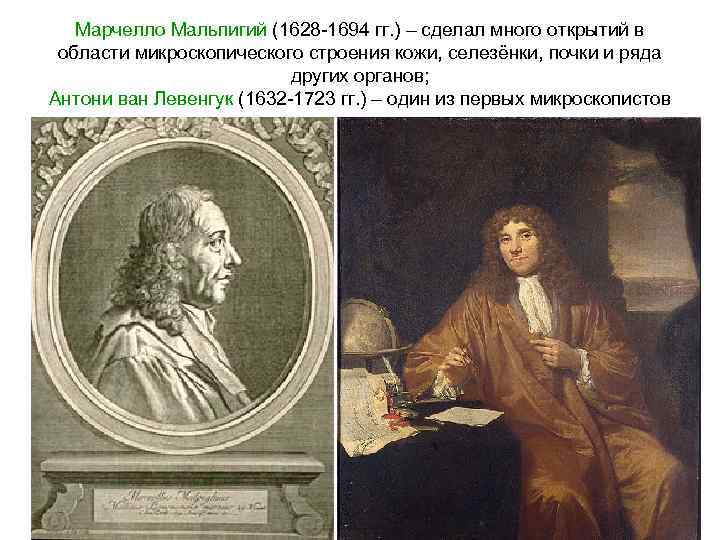 Марчелло Мальпигий (1628 -1694 гг. ) – сделал много открытий в области микроскопического строения