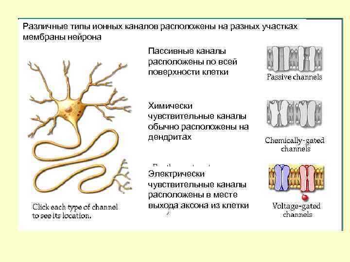 Различные типы ионных каналов расположены на разных участках мембраны нейрона Пассивные каналы расположены по