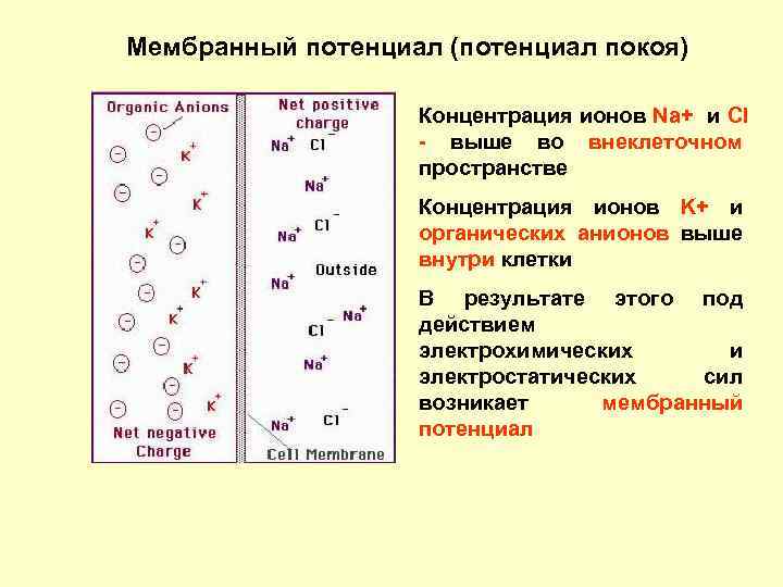 Как увеличить потенциальную. Потенциал покоя концентрация ионов. Концентрация ионов мембранный потенциал. Ионы в клетке потенциал покоя. Потенциал покоя мембраны концентрация ионов.