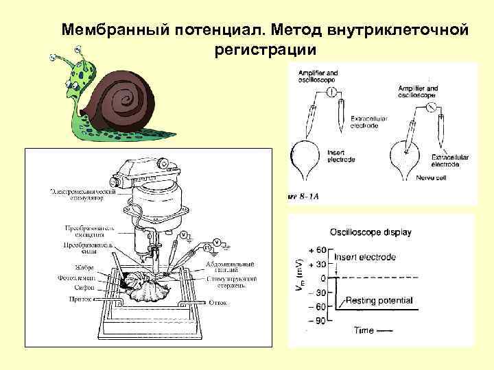 Мембранный потенциал. Метод внутриклеточной регистрации 