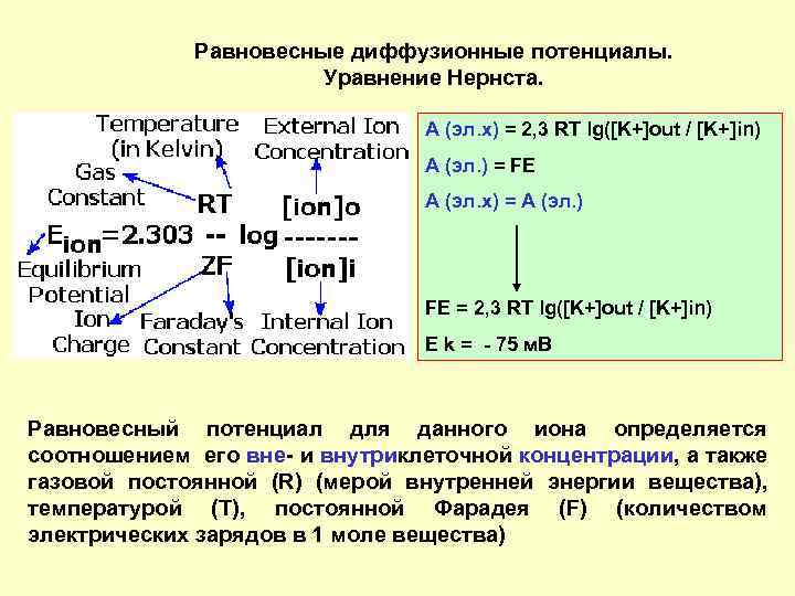 Равновесные диффузионные потенциалы. Уравнение Нернста. A (эл. х) = 2, 3 RT lg([K+]out /