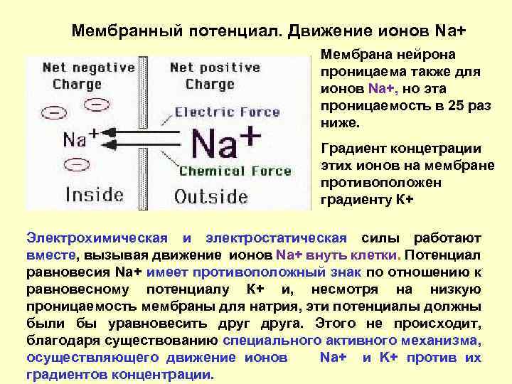 Мембранный потенциал нервной клетки