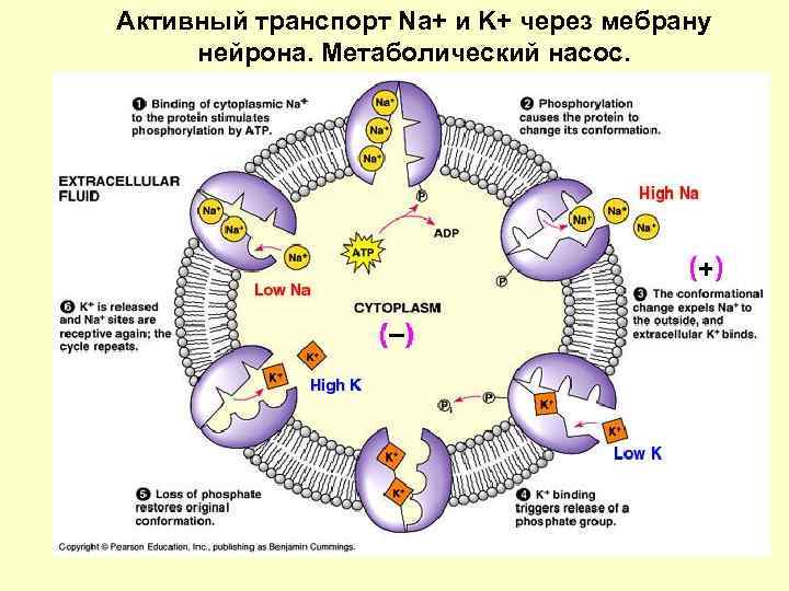 Активный транспорт Na+ и K+ через мебрану нейрона. Метаболический насос. 