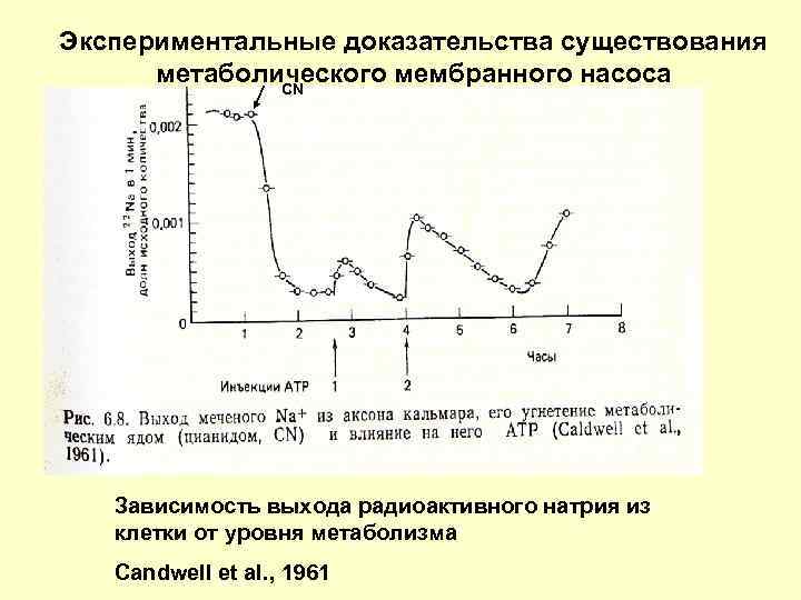 Экспериментальные доказательства существования метаболического мембранного насоса CN Зависимость выхода радиоактивного натрия из клетки от