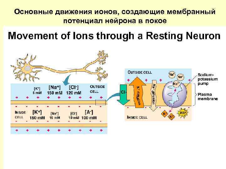 Основные движения ионов, создающие мембранный потенциал нейрона в покое Cl- 