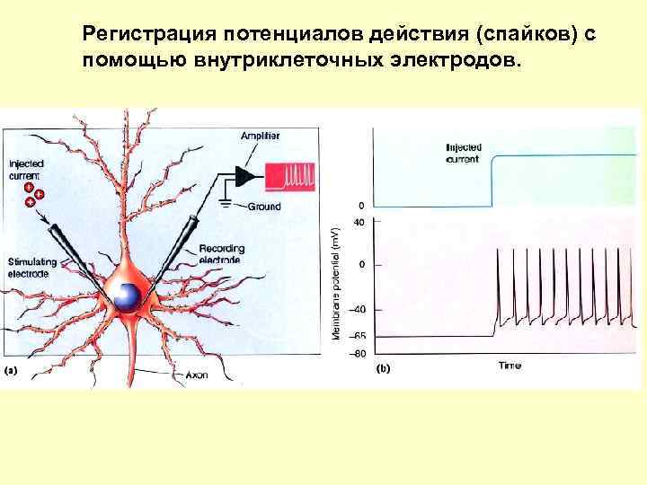 Регистрация потенциалов действия (спайков) с помощью внутриклеточных электродов. 
