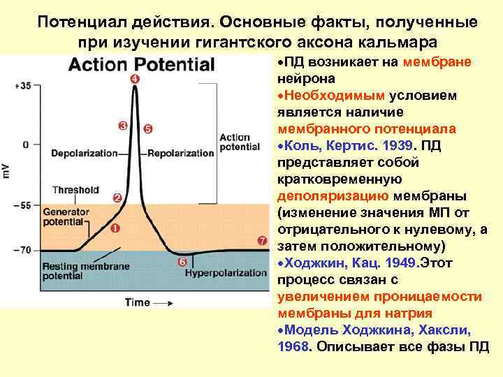 В основе потенциала действия лежат. График мембранного потенциала нервной клетки. Потенциал действия в нейроне возникает в. Потенциал действия аксона кальмара.