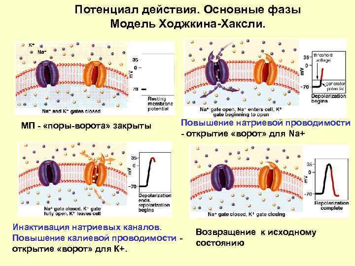 Потенциал действия. Основные фазы Модель Ходжкина-Хаксли. МП - «поры-ворота» закрыты Повышение натриевой проводимости -