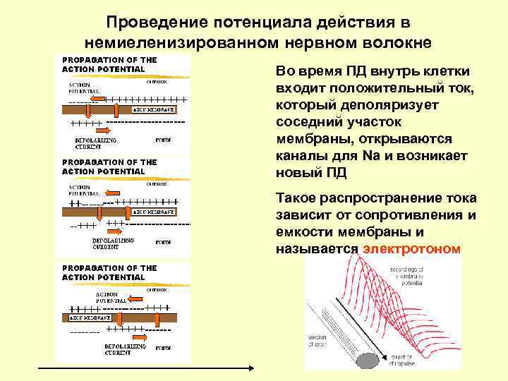 Проведение потенциала действия в немиеленизированном нервном волокне Во время ПД внутрь клетки входит положительный