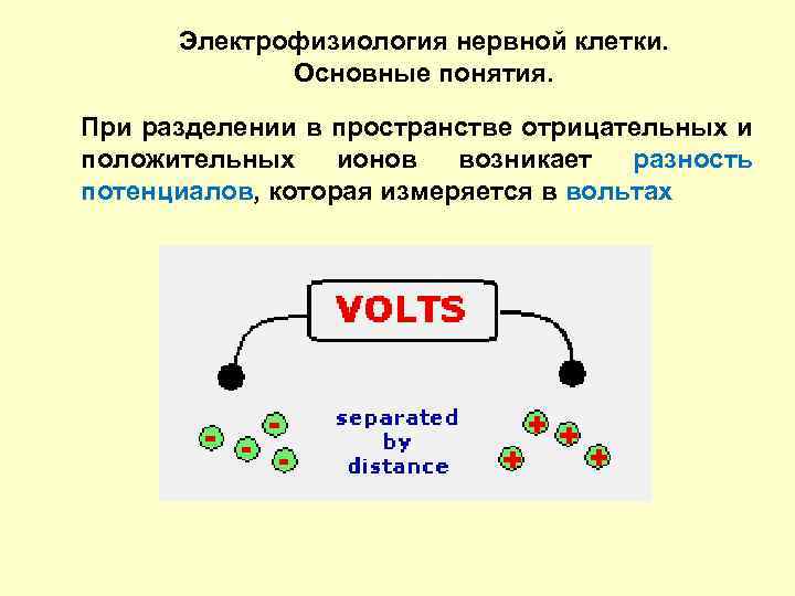 Электрофизиология нервной клетки. Основные понятия. При разделении в пространстве отрицательных и положительных ионов возникает