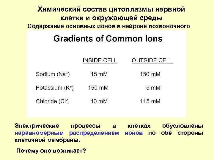 Химический состав цитоплазмы нервной клетки и окружающей среды Содержание основных ионов в нейроне позвоночного