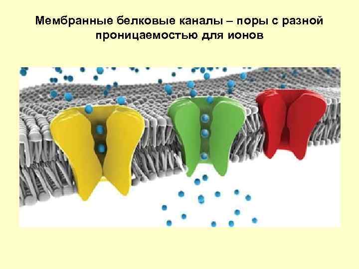 Мембранные белковые каналы – поры с разной проницаемостью для ионов 