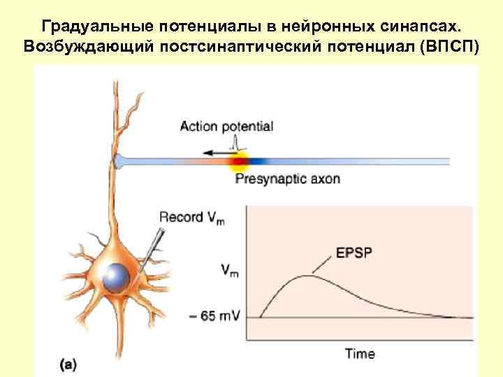 Проведение возбуждения в синапсах. ГРАДУАЛЬНЫЙ потенциал. Постсинаптические потенциалы в нервных синапсах. Градуальность в физиологии. Градуальные реакции нервной клетки.