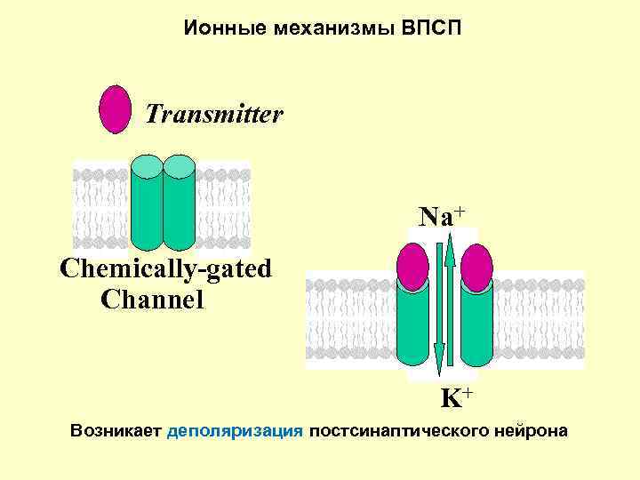 Ионные механизмы ВПСП Transmitter Na+ Chemically-gated Channel K+ Возникает деполяризация постсинаптического нейрона 