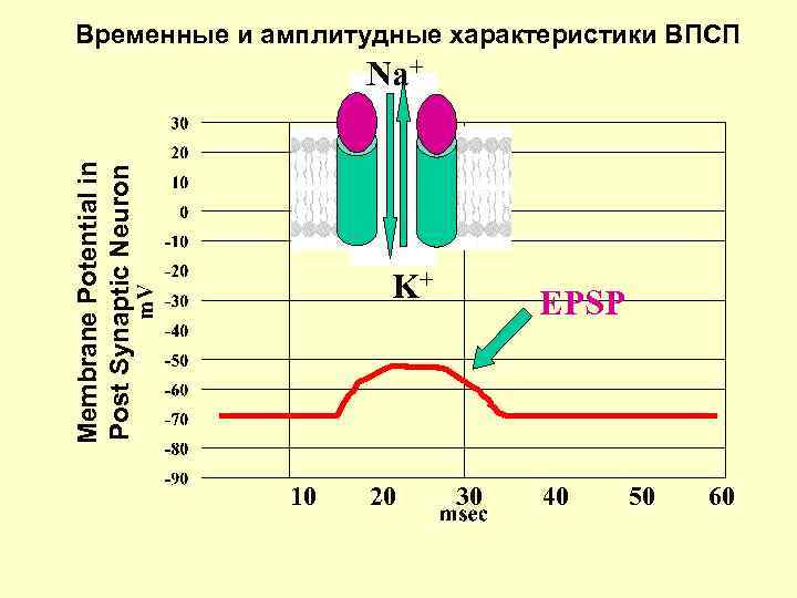 Временные и амплитудные характеристики ВПСП Membrane Potential in Post Synaptic Neuron Na+ K+ 10