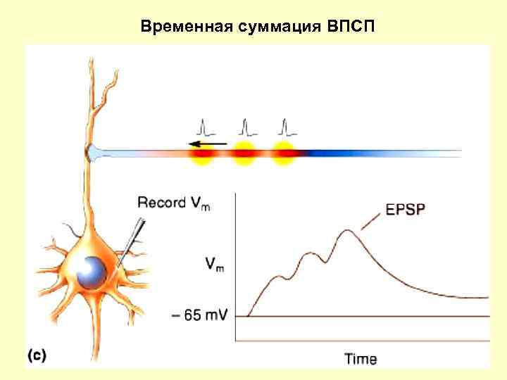 Временная суммация ВПСП 