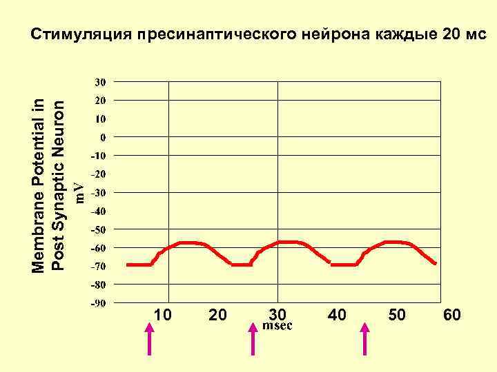 Membrane Potential in Post Synaptic Neuron Стимуляция пресинаптического нейрона каждые 20 мс 10 20