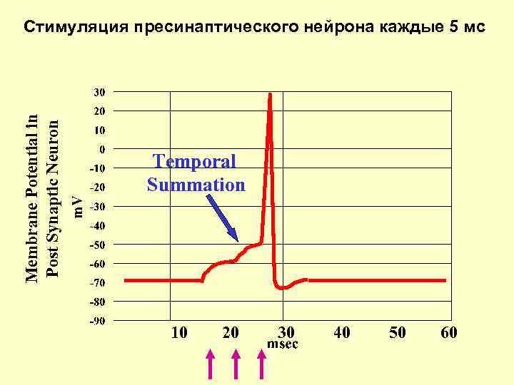 Membrane Potential in Post Synaptic Neuron Стимуляция пресинаптического нейрона каждые 5 мс Temporal Summation