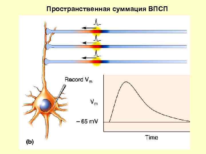 Пространственная суммация ВПСП 