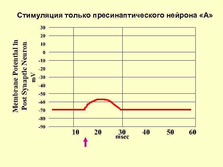 Membrane Potential in Post Synaptic Neuron Стимуляция только пресинаптического нейрона «А» 10 20 30