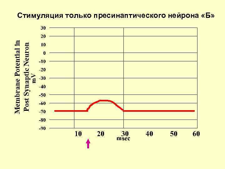 Membrane Potential in Post Synaptic Neuron Стимуляция только пресинаптического нейрона «Б» 10 20 30