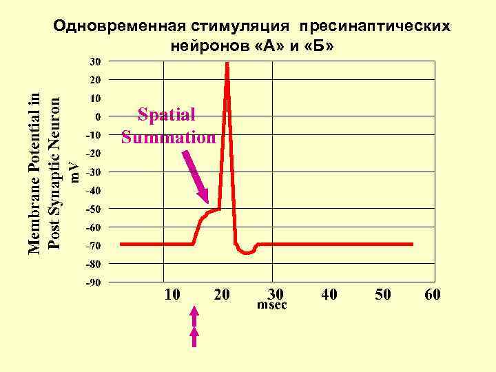 Membrane Potential in Post Synaptic Neuron Одновременная стимуляция пресинаптических нейронов «А» и «Б» Spatial