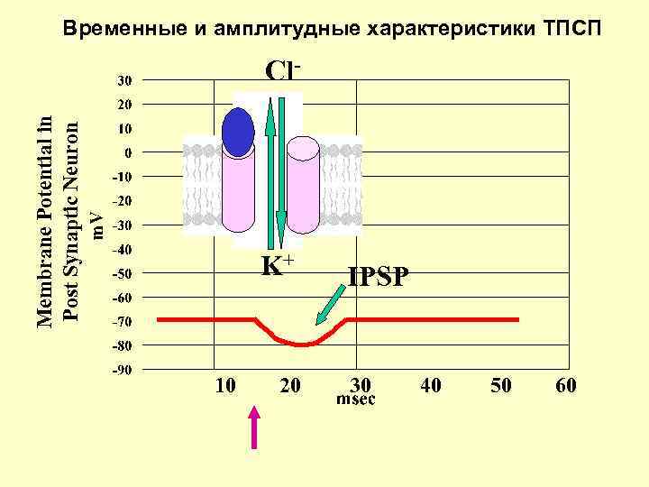 Временные и амплитудные характеристики ТПСП Membrane Potential in Post Synaptic Neuron Cl- K+ 10