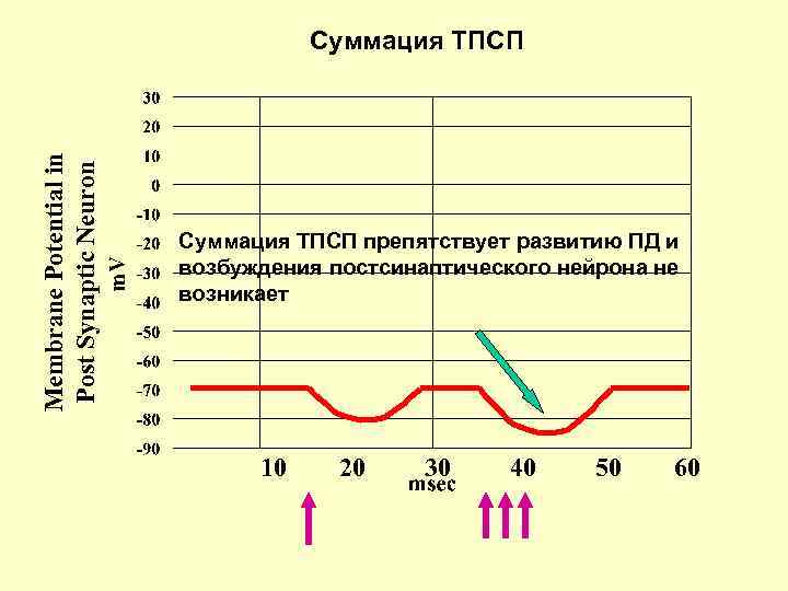 Membrane Potential in Post Synaptic Neuron Суммация ТПСП препятствует развитию ПД и возбуждения постсинаптического