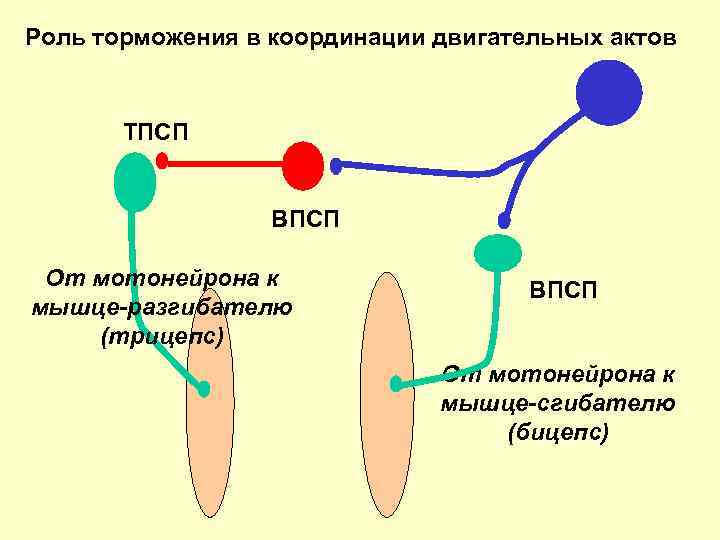 Роль торможения в координации двигательных актов ТПСП ВПСП От мотонейрона к мышце-разгибателю (трицепс) ВПСП