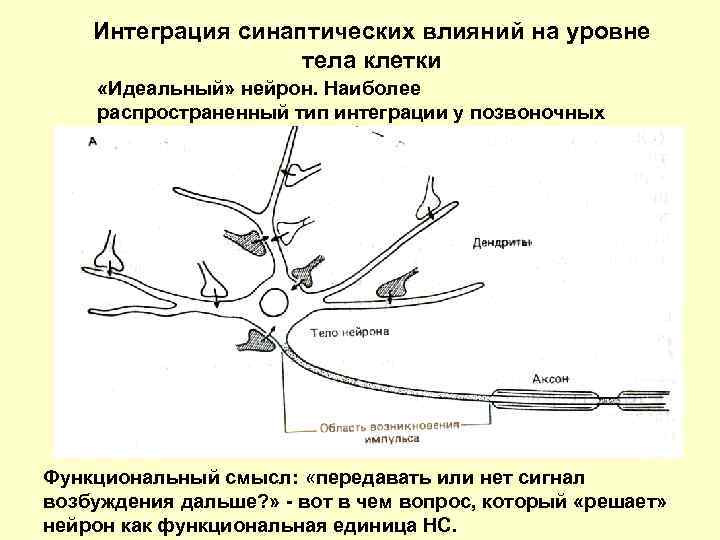 Интеграция синаптических влияний на уровне тела клетки «Идеальный» нейрон. Наиболее распространенный тип интеграции у