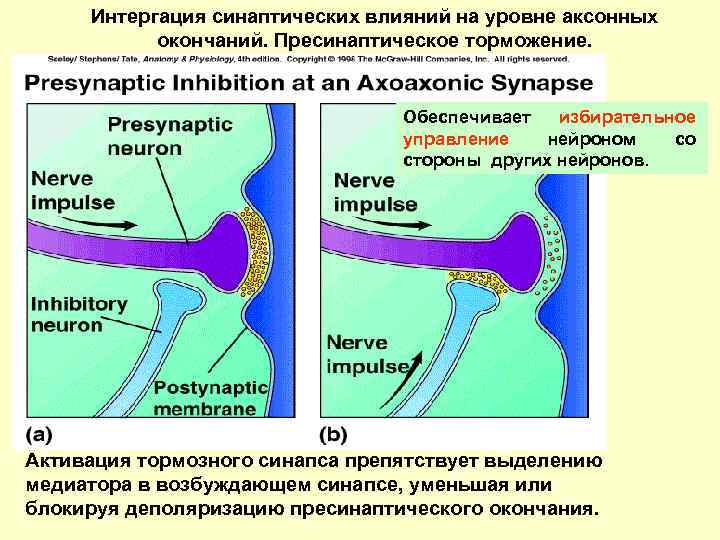 Синаптическая щель на рисунке