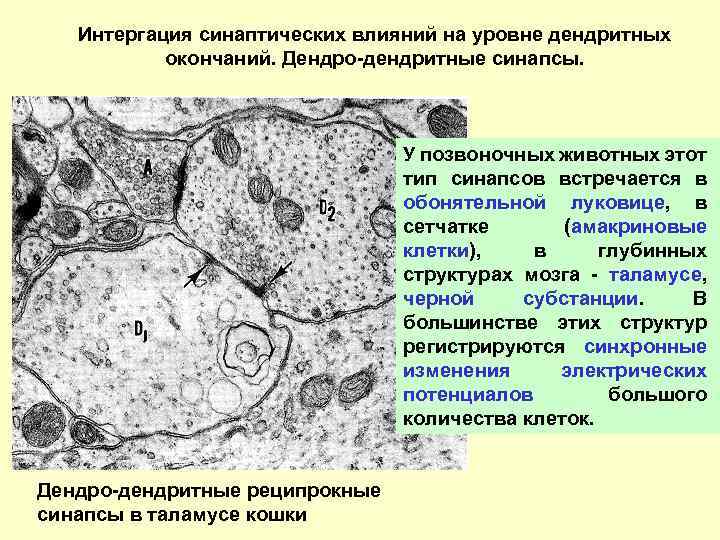 Интергация синаптических влияний на уровне дендритных окончаний. Дендро-дендритные синапсы. У позвоночных животных этот тип