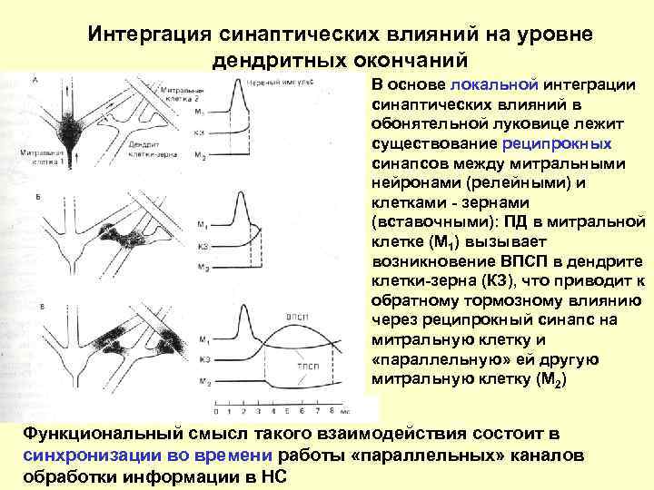 Интергация синаптических влияний на уровне дендритных окончаний В основе локальной интеграции синаптических влияний в