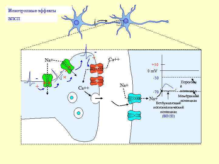Ионотропные эффекты ВПСП - Na+ + + - - + ++ + Ca++ +30