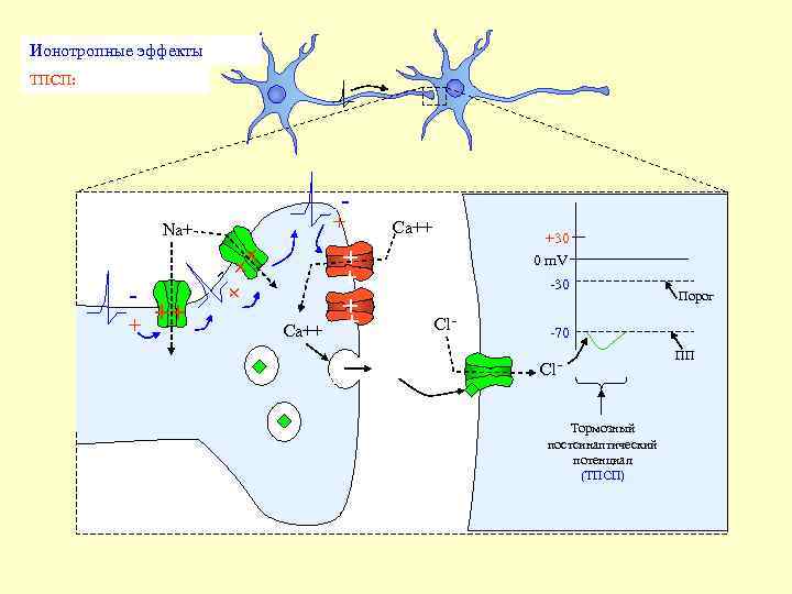 Ионотропные эффекты ТПСП: - Na+ + + - - + ++ + Ca++ +30