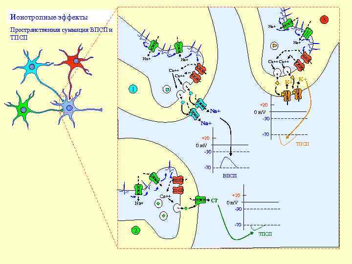 Ионотропные эффекты 3 Na+ Пространственная суммация ВПСП и ТПСП Na+ Na+ Ca++ K+ K+