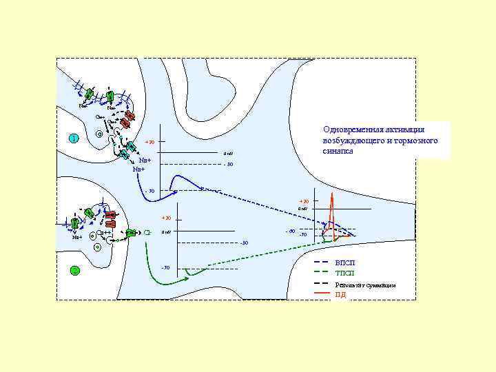 Na+ Ca++ 1 Одновременная активация возбуждающего и тормозного синапса +20 0 m. V Na+