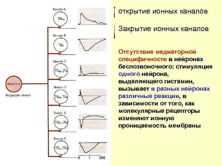 открытие ионных каналов Закрытие ионных каналов Отсутствие медиаторной специфичности в нейронах беспозвоночного: стимуляция одного