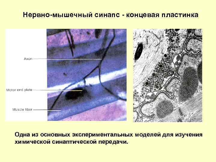 Нервно-мышечный синапс - концевая пластинка Одна из основных экспериментальных моделей для изучения химической синаптической